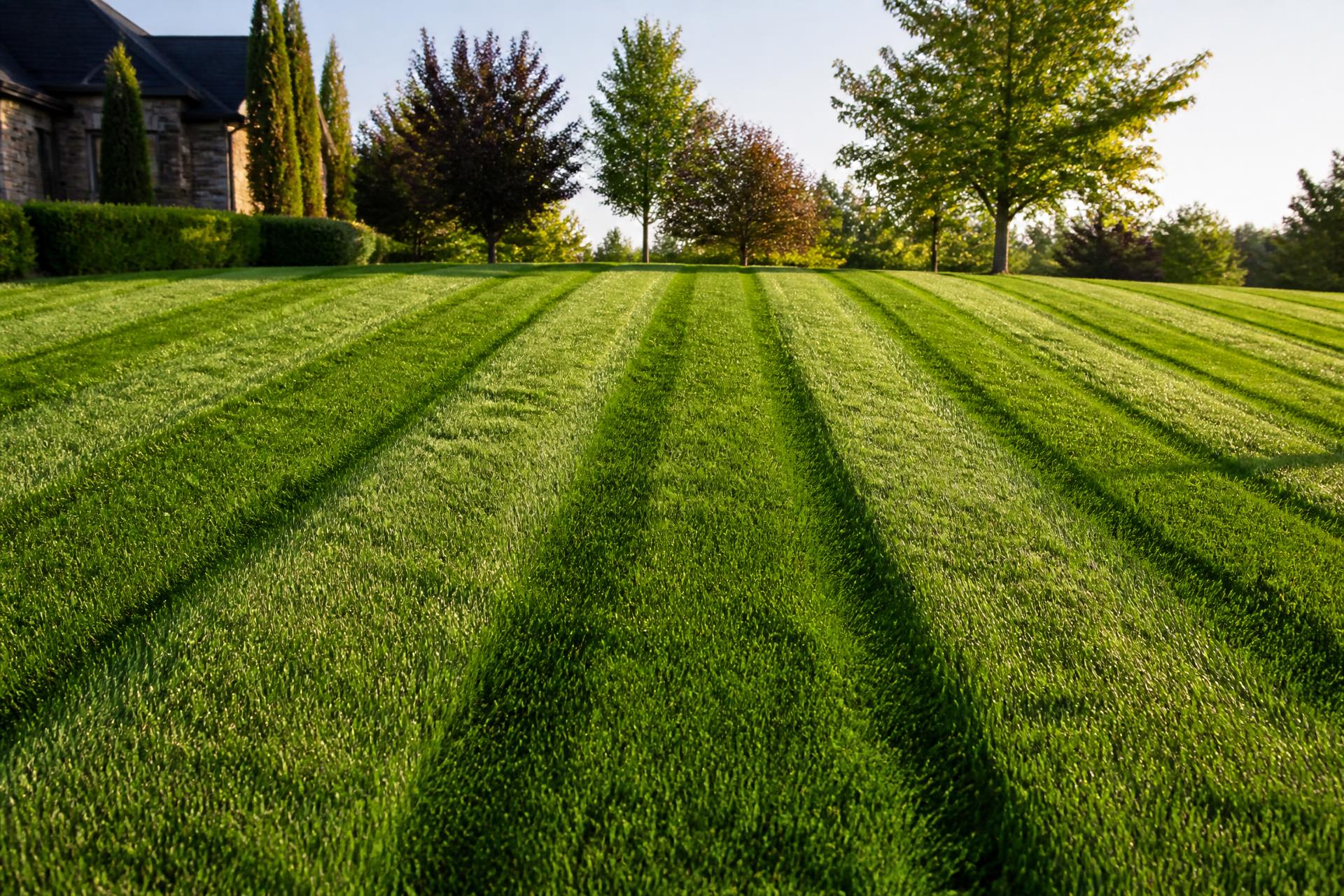 Freshly striped lawn at golden hour